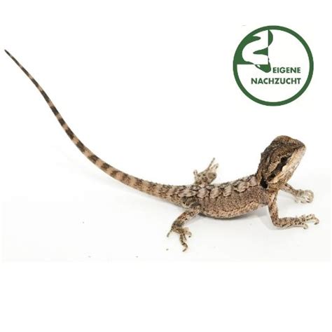 pogona minor kaufen